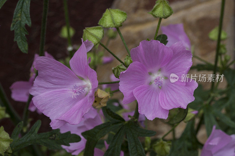 锦葵Sylvestris -锦葵花